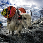 Leniwa niedziela z Himalajami